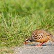 Perdrix rouge se nourrissant